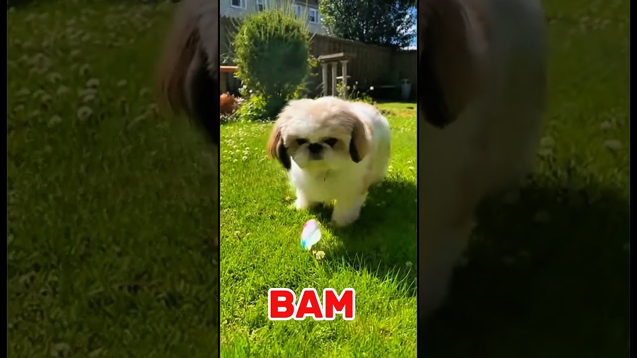 Dog ne balloon phat’tay hi jump maar di 😳🐶