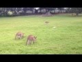 Kangaroo park