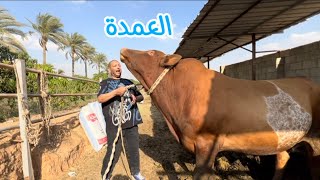 اضخم عجل  في مصر طن ونص عند العمده by اكله عدنان 85,957 views 2 weeks ago 19 minutes