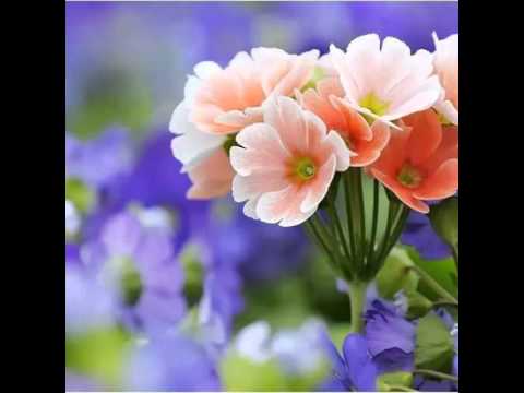 وحشنا يارسول الله ماهر زين