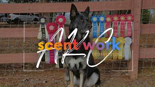 AKC Scent Work Trial - Novice Buried & Advanced Container, Interior & Exterior (Juneau)