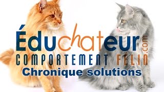 L'ÉDUCHATEUR  Introduire un nouveau chat à la maison