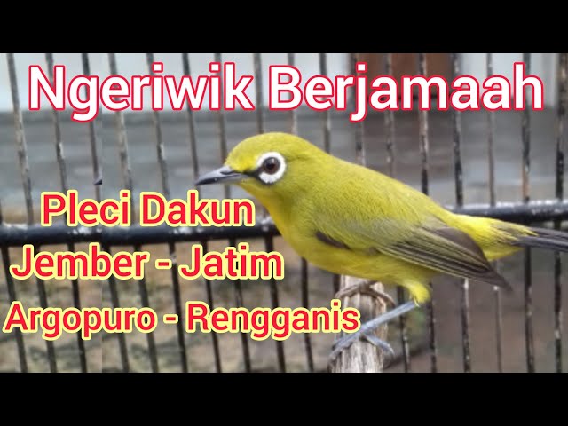 Pleci Dakun Jatim Ngeriwik Berjamaah untuk memilih bahan ombyokan dan untuk Terapi class=