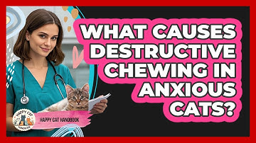 What Causes Destructive Chewing In Anxious Cats?
