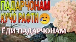 Падарчонам кучо рафти танхо монди мора 😥