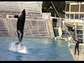 Shouka High Jump Training Session at SeaWorld San Diego on 12/21/14.