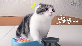 피아노 치는 0.1%의 천재 고양이