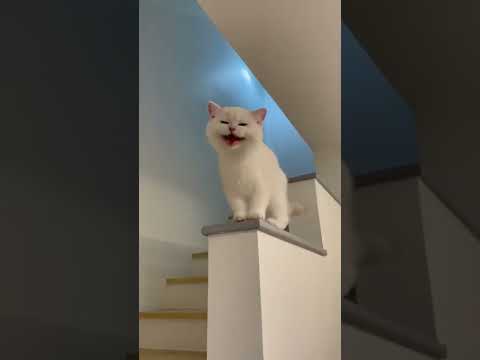 Niazmuhammadmari786 Gmail Com 3 