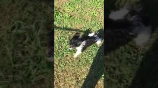 Tri-color Cavapoos Net Worth