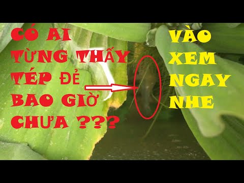Video Cách nuôi tép trong thùng xốp trên sân thượng ||... - youtube