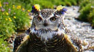 Discover the Most Magical Bird Songs 🌙✨ for Total Relaxation screenshot 2