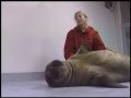 Walrus Calves at Sea Life Center