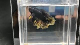 ikan cupang hias halfmoon black yellow mustardgas