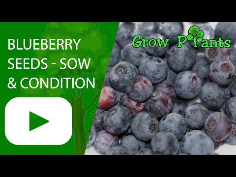 Blueberry seeds - sowing & condition