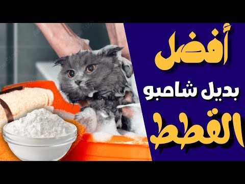 فيديو: كيفية التخلص من النقاط الساخنة على القطط