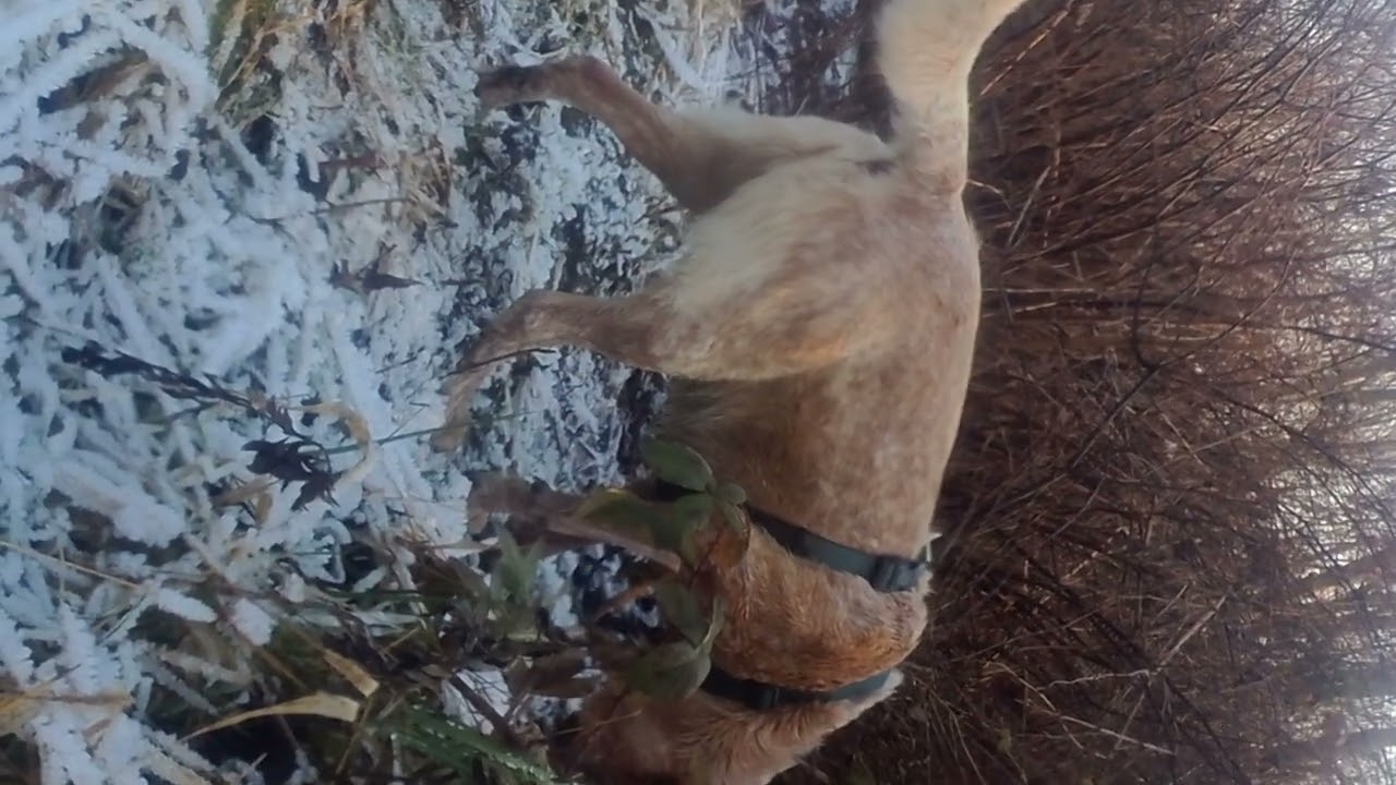 💪🏽❤️🐕❤️💪🏽#Shorts#dog#puppy#doglife#petsoftiktok#BlancoAdventures#fyp#cute#dogvideos#MyNameIsBlanco