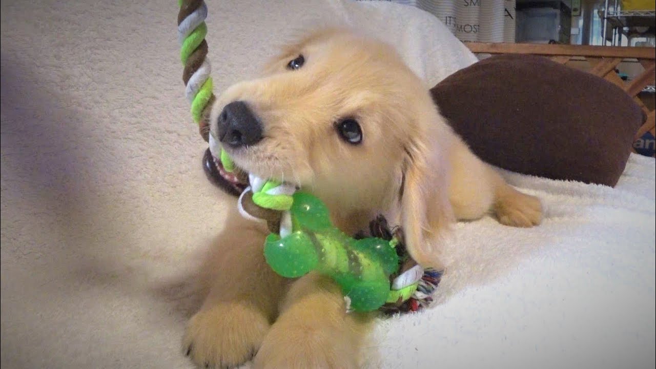 噛み噛みがやめられない子犬（生後二ヶ月ゴールデンレトリバー）【Golden retriever puppy