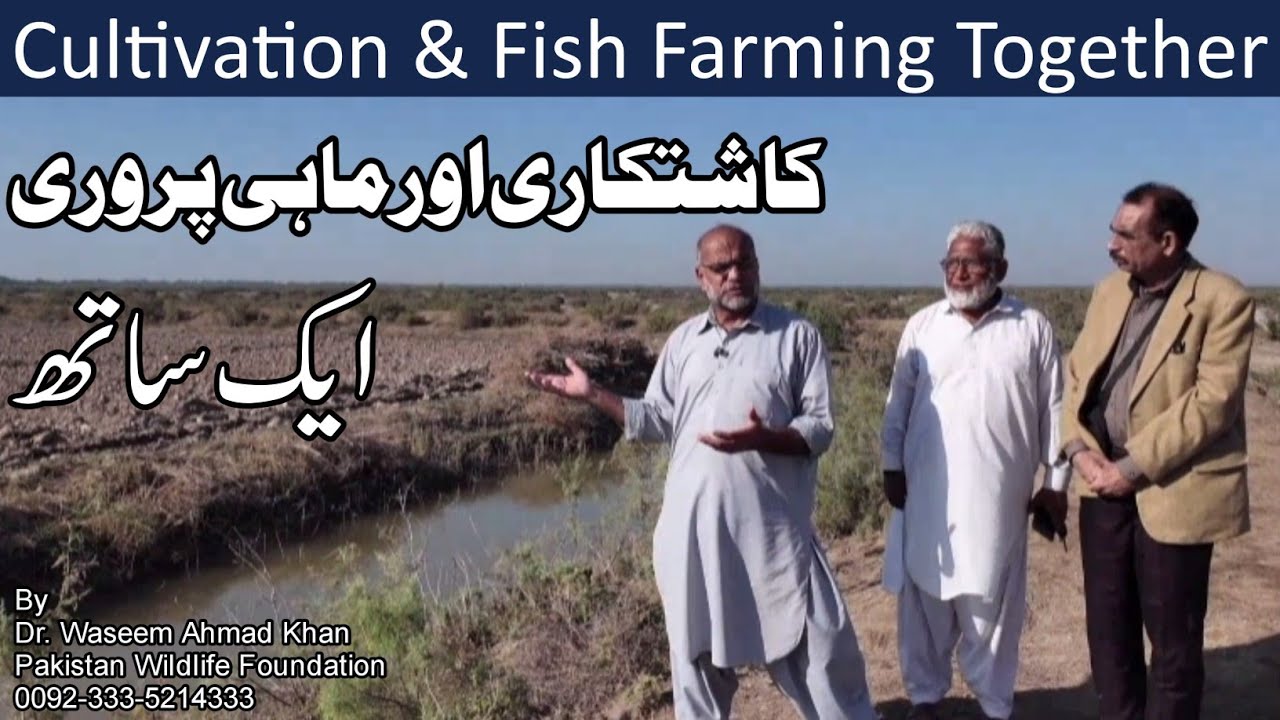 How To Manage Cultivation And Fish Farming Together | Kashtkari Or Machli Farming Aik Sath 