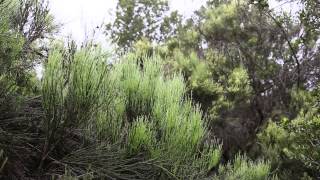 Documental : Alhué paisaje y conservación
