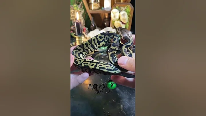 🐍 It’s critical to be able to read your snake’s body language! www.molinarosnakelab.com #ballpython