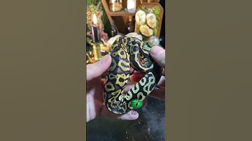 🐍 It’s critical to be able to read your snake’s body language! www.molinarosnakelab.com #ballpython