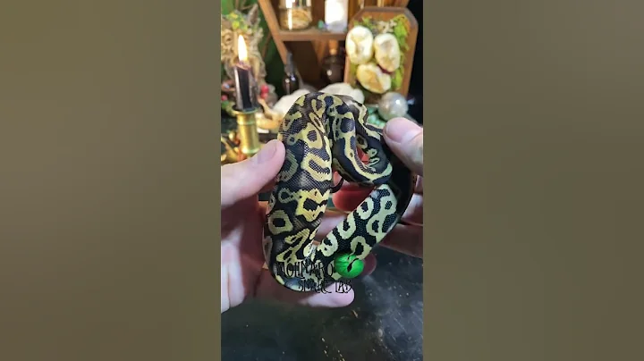 🐍 It’s critical to be able to read your snake’s body language! www.molinarosnakelab.com #ballpython