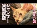 シャムキジ娘、初めてのシャンプーに挑む Shampooing my siamese tabby kitty