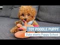 CUTEST Toy Poodle Puppy |  Zuko starts puppy school