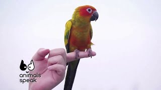 [Clip] Animals speak : นกป่วย เรื่องสำคัญที่คนเลี้ยงนก ห้ามมองข้าม !!!