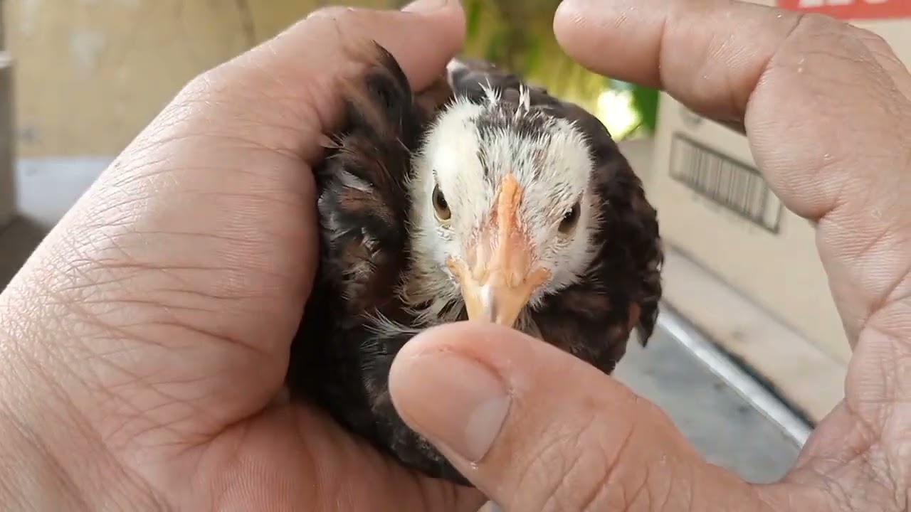 pano malalaman ang gender ng mga sisiw kung ito ay day old o week old palang.