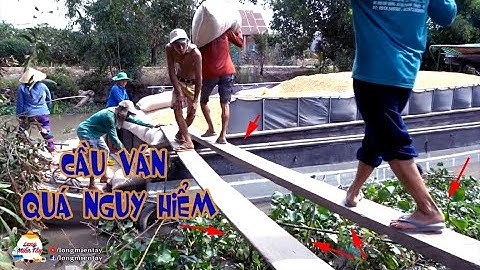 Kĩ Năng Đi Cầu Ván Siêu Mỏng Của Những Người Thợ Vác Lúa Xuống Ghe - Long Miền Tây