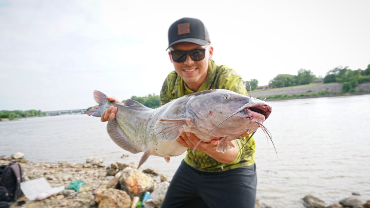 The Freshest Bait Possible For Fat Catfish (GOLDEYE STEAKS) YouTube