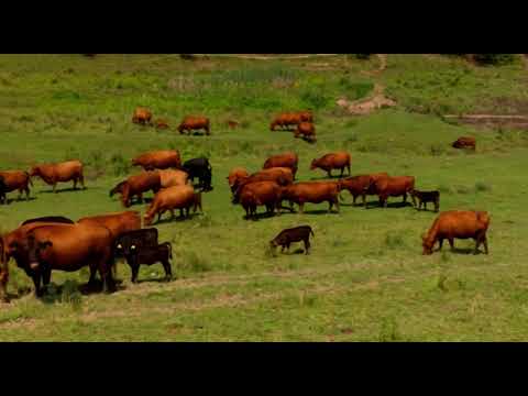 Video: Cum Să Crești O Vacă