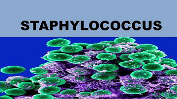 Staphylococcus - S.Aureus, S.Epidermidis, S.Saprophyticus