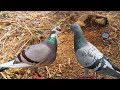 WOW!! IT&#39;S REALLY QUICK BIRDS TRAP | Primitive Birds Trap Of Cambodia | Quick Bird Traps Of Cambodia