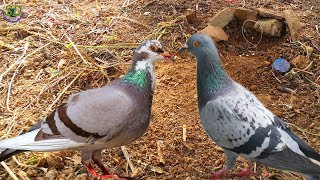 WOW!! IT&#39;S REALLY QUICK BIRDS TRAP | Primitive Birds Trap Of Cambodia | Quick Bird Traps Of Cambodia