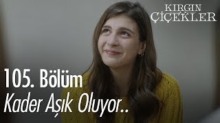 Kader aşık oluyor.. - Kırgın Çiçekler 105.  Resimi