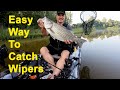 The Easy Way To Catch Hybrid Striped Bass (Wipers)