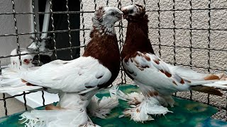 Капкан. Челкарь. Нават. Красный за $250,000! Двухчубые голуби. Tauben. Pigeons. Palomas. Pombos.