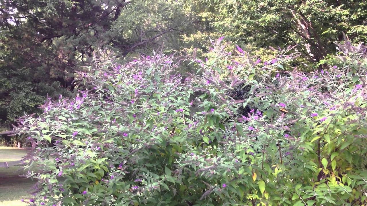 Butterfly Bush YouTube