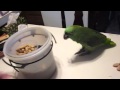 Burt Parrot all for a peanut