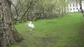 Pelican eats pigeon alive