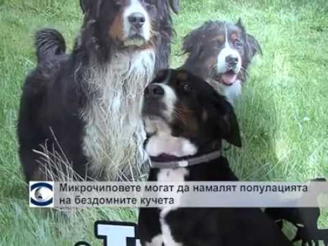 Видео: Изофлавоните могат да намалят телесните мазнини при кучета