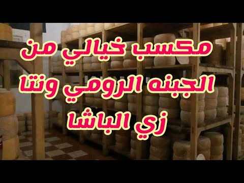 مشروع تخزين الجبنه الرومي بمكسب خيالي