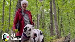 Gran danés encuentra una nueva abuela en su ruta que recorre todos las semanas | El Dodo by El Dodo 891,938 views 5 months ago 3 minutes, 25 seconds