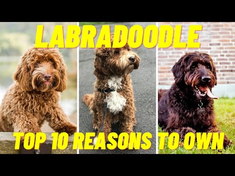 वीडियो: क्या लैब्राडूडल्स ज्यादा बहाते हैं?