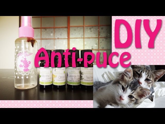 DIY] Anti-puce fait maison ! 