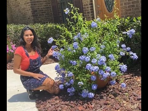 Video: Pig (24 Photos): Caring For Plumbago At Home. Blue And Red, Pink And Other Varieties