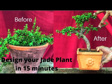 How to Make Bonsai From Jade Plant complete Guide for Beginners #jadebonsai #bonsai #jadeplant