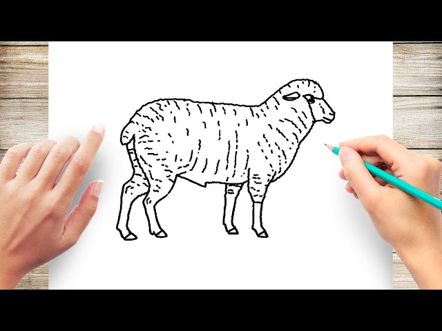 Related image | Sheep drawing, Sheep paintings, Animal drawings